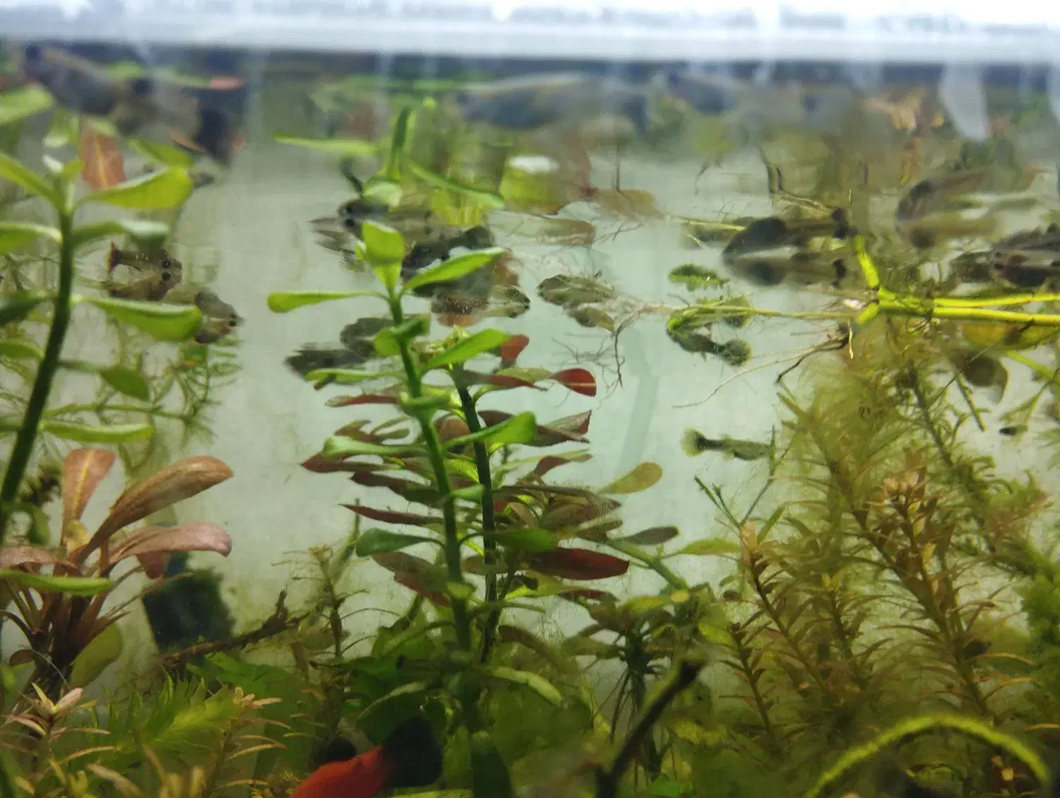 بچه ماهی ( گوپی)|ماهی|اهواز, کوی جانبازان(دانش)|دیوار