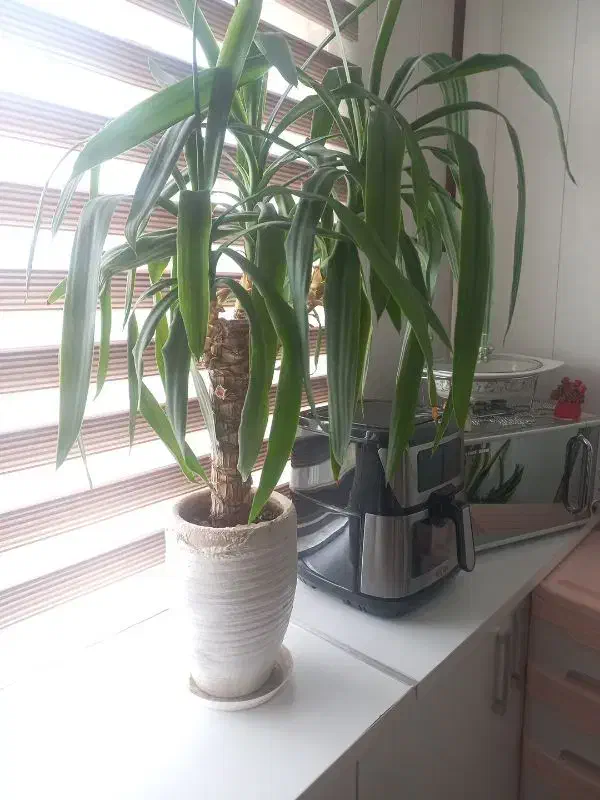 گل طبیعی|گل و گیاه طبیعی|مشهد, کشف|دیوار