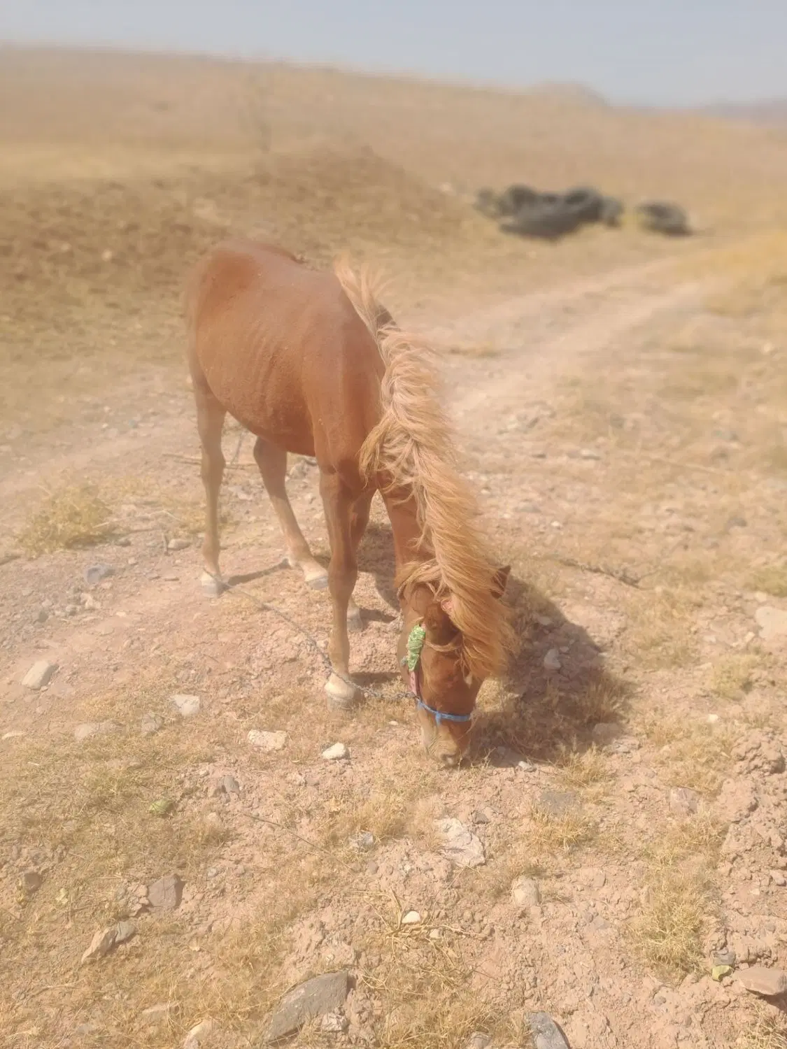 اسب|اسب و تجهیزات اسبسواری|بیرجند, |دیوار