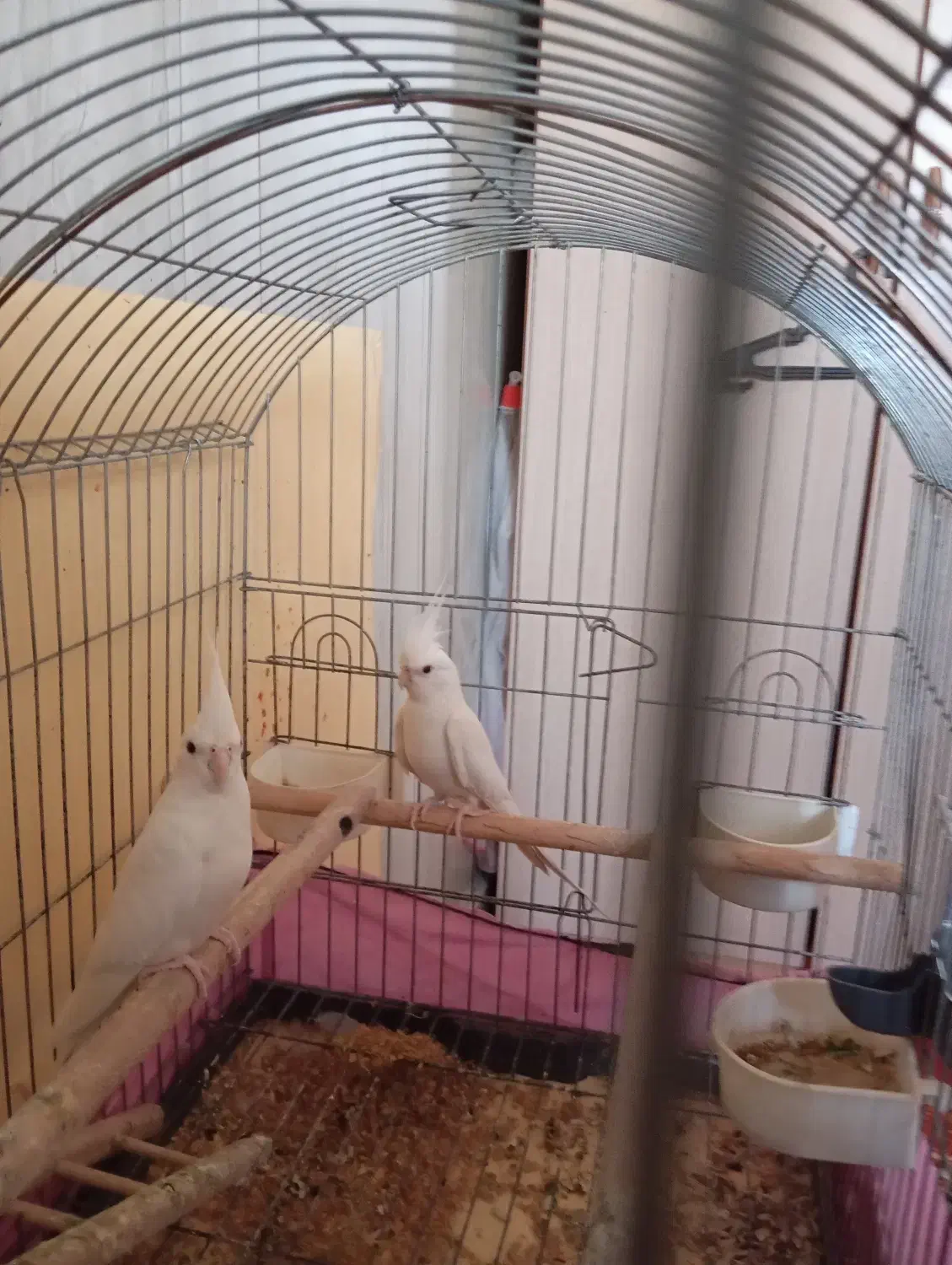 پرنده زینتی|پرنده|سبزوار, توحیدشهر|دیوار