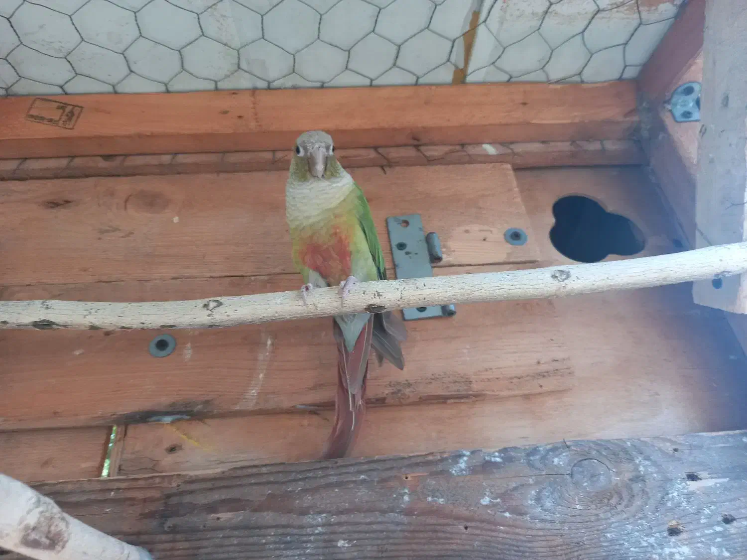 گرینچیک نر|پرنده|بندرعباس, |دیوار