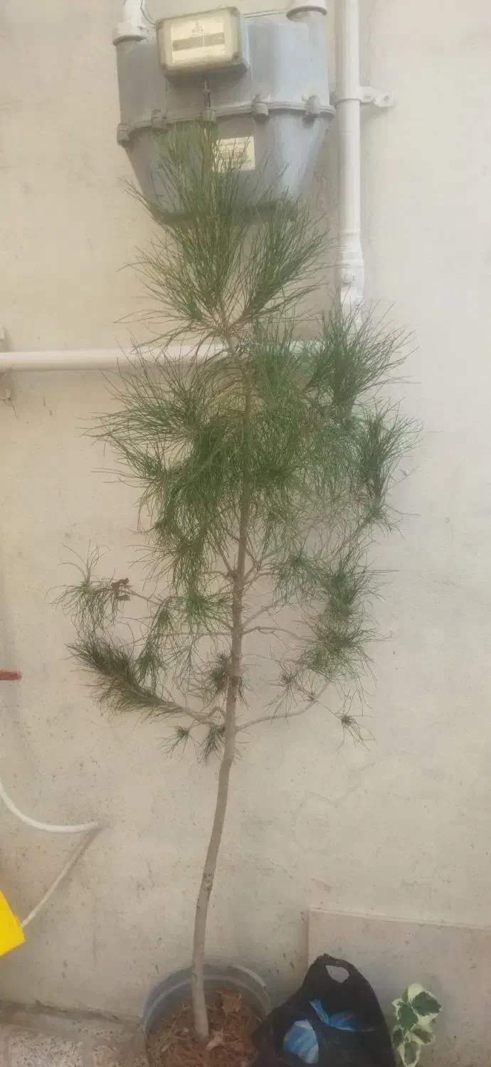 کاج|گل و گیاه طبیعی|ارومیه, |دیوار