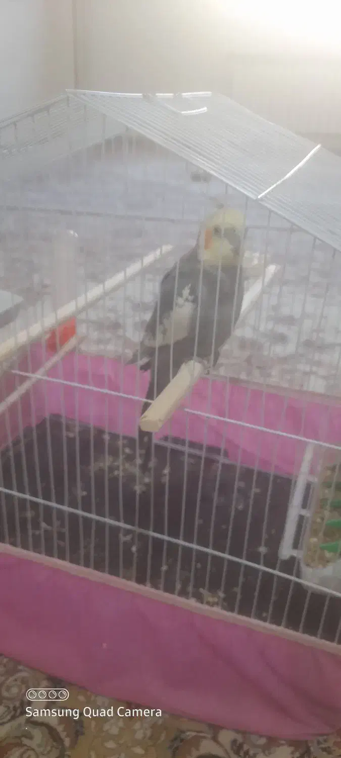 عروس هلندی|پرنده|نورآباد, |دیوار