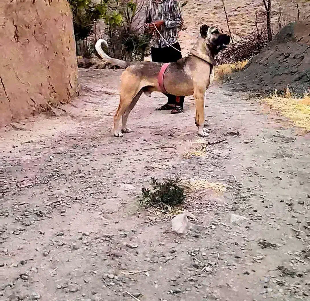 سگ سرابی|سگ|بهار, |دیوار