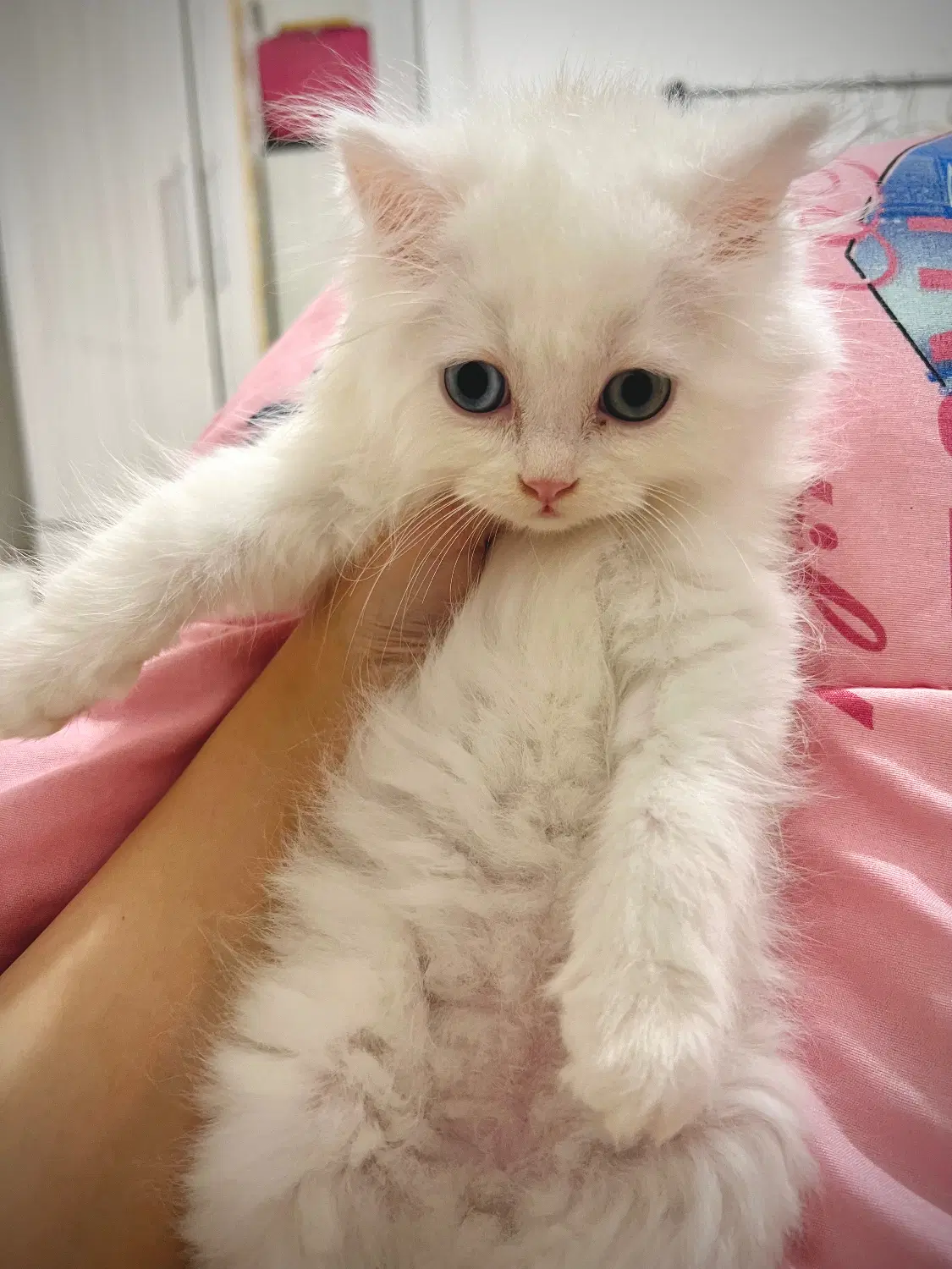 Classic Persian cat|گربه|اردبیل, |دیوار