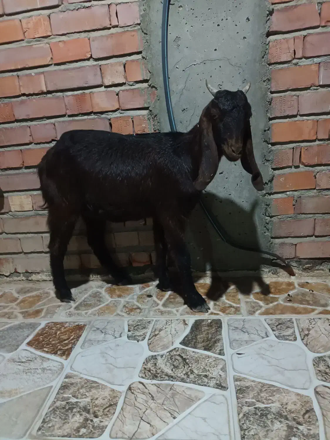 کهره پاکستانی|حیوانات مزرعه|جیرفت, |دیوار