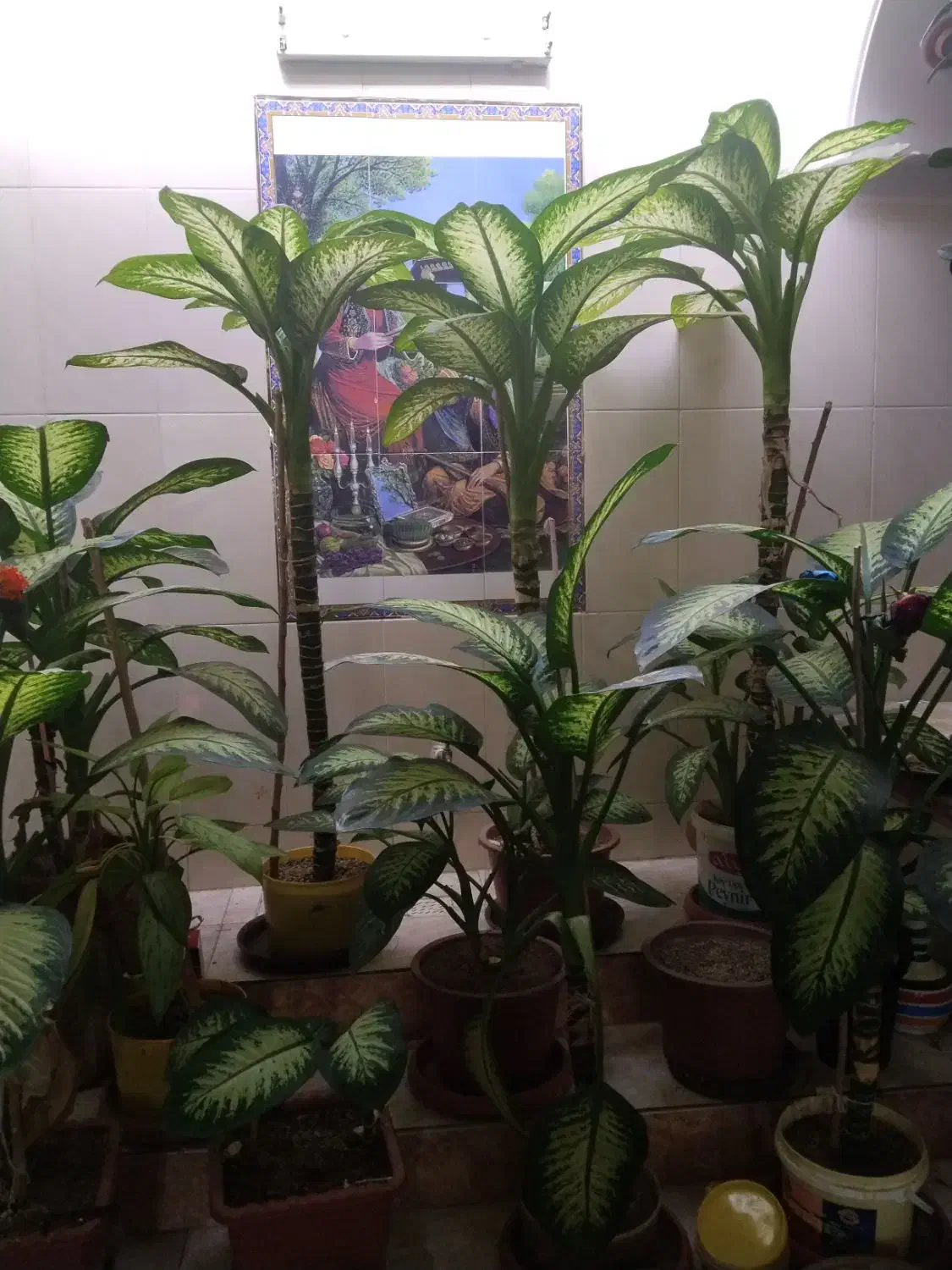 گل دیفن|گل و گیاه طبیعی|کوه چنار, |دیوار