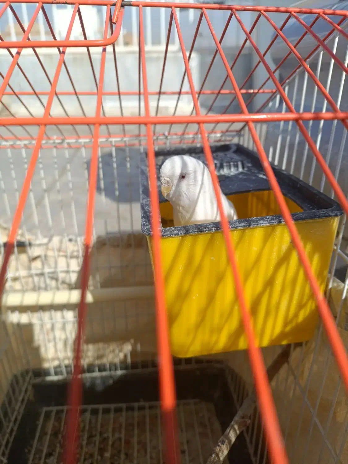 مرغ عشق|پرنده|سنندج, |دیوار