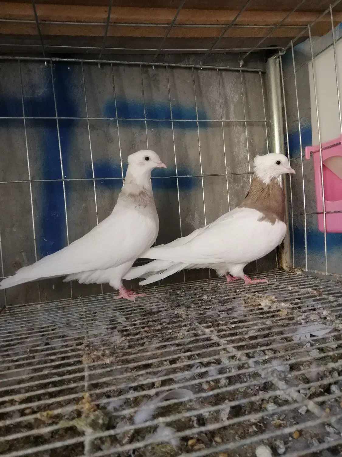 کبوتر طوقی|پرنده|ایوان, |دیوار