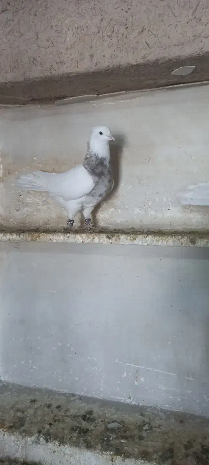 طوقی آجری|پرنده|اسدآباد, |دیوار