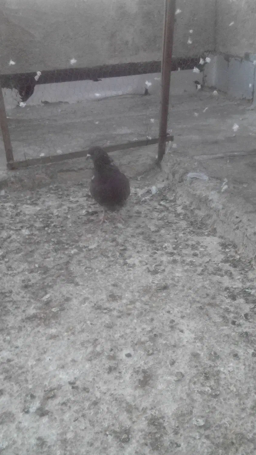 دوتاکفترنر|پرنده|صفادشت, |دیوار