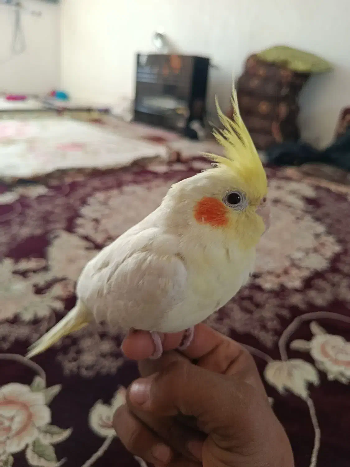 عروس هلندی سرلاکی|پرنده|فیروزآباد (فارس), |دیوار