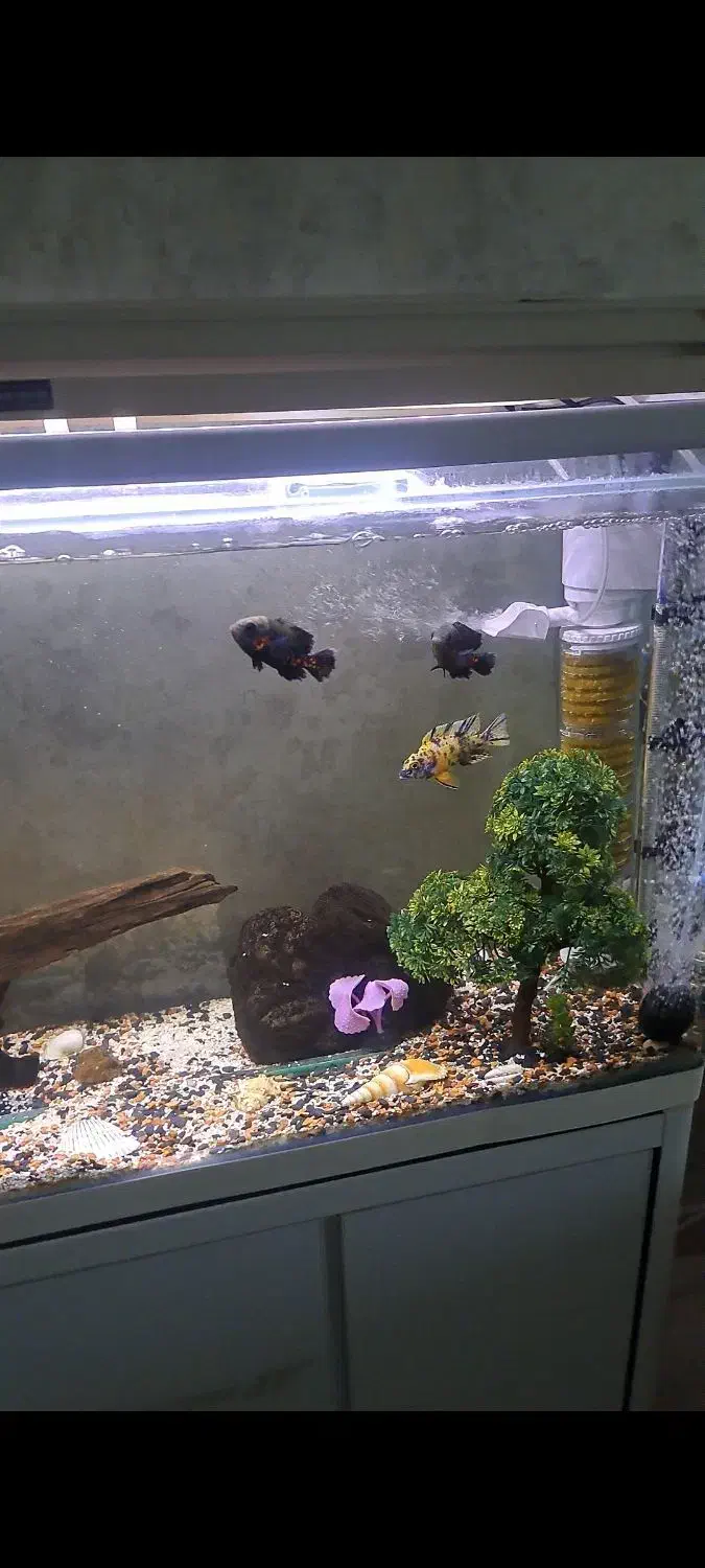 اکواریوم ماهی|ماهی|بندر انزلی, انصار الحسین|دیوار