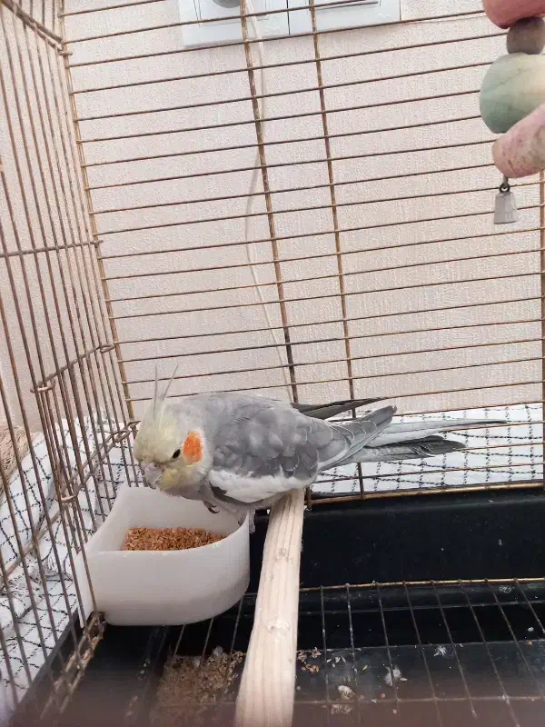 عروس هلندی کاملا دستی سخنگو|پرنده|ابهر, |دیوار