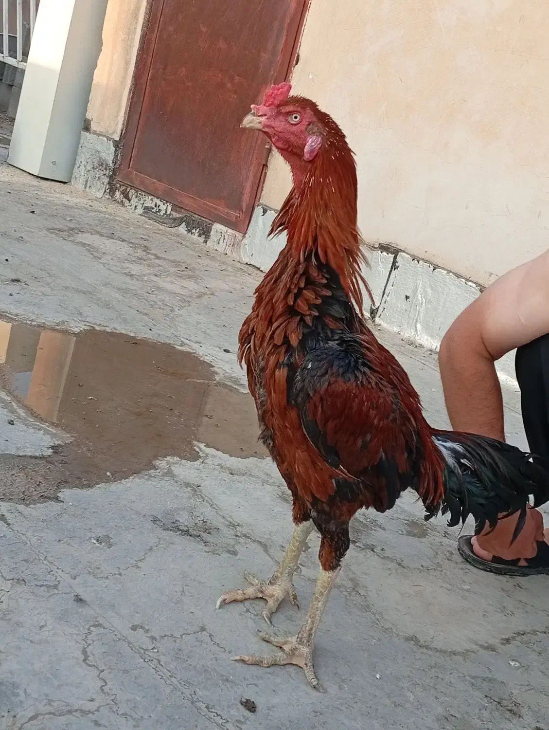 خروس لاری|حیوانات مزرعه|سرپل ذهاب, |دیوار