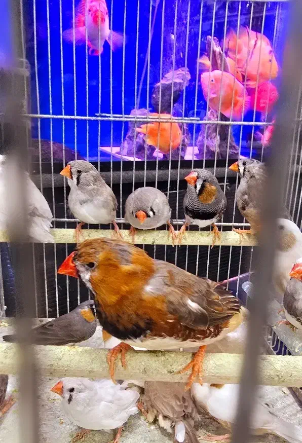 فنچ کینگ نرگسی بنگالی|پرنده|اهواز, کوی جانبازان(دانش)|دیوار