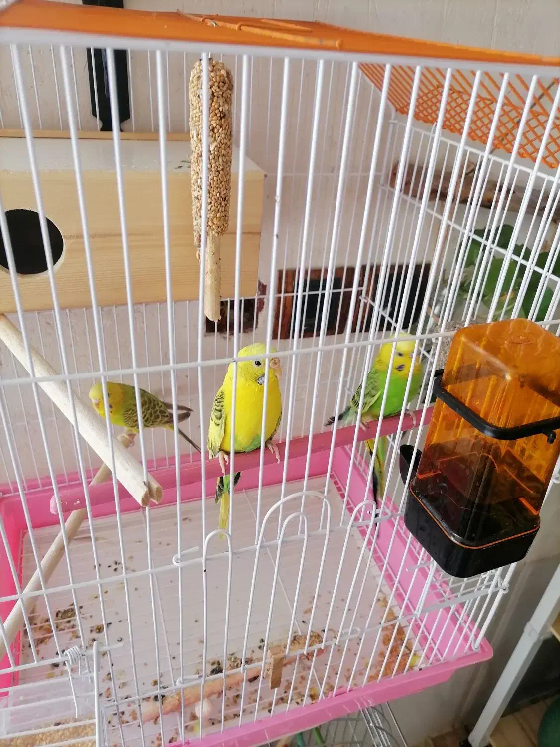 مرغ عشق|پرنده|شیراز, جرسقان|دیوار