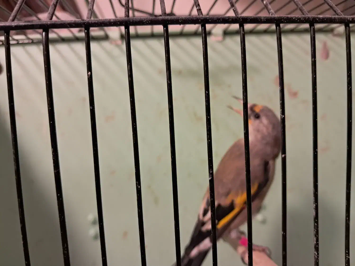 جوجه سهره های دورک فیروزکوه|پرنده|فیروزکوه, |دیوار