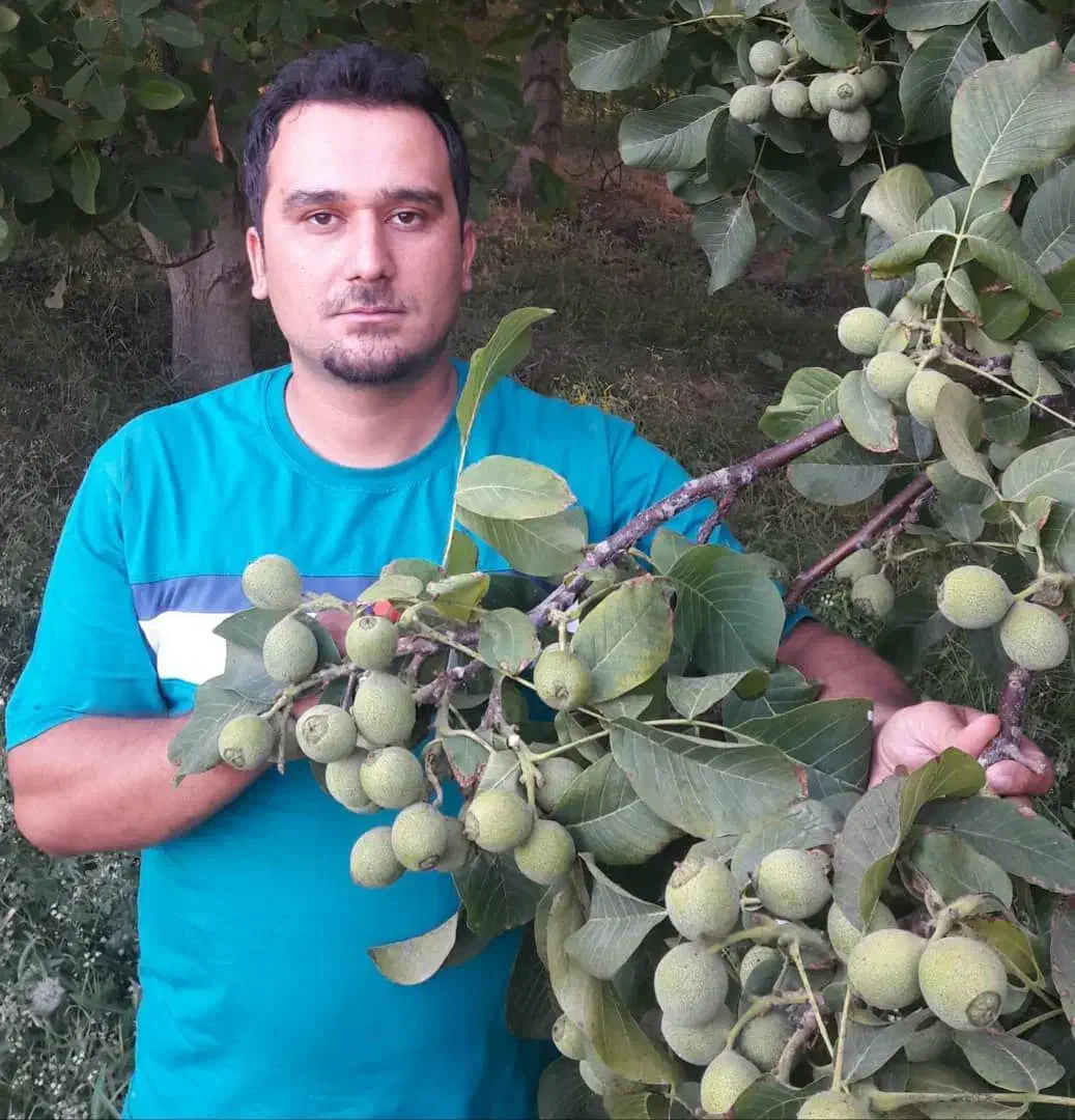 نهالستان گردو و ارقام متنوع میوه های پربار پالیز|خدمات باغبانی و درختکاری|ربط, |دیوار