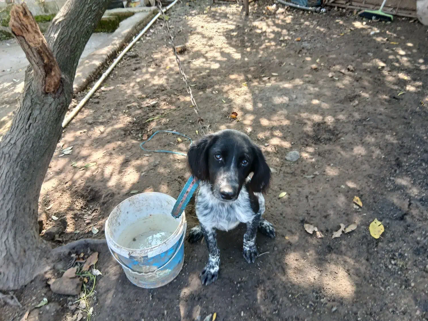 یک قلاده توله نر ستر شکاری|سگ|املش, |دیوار