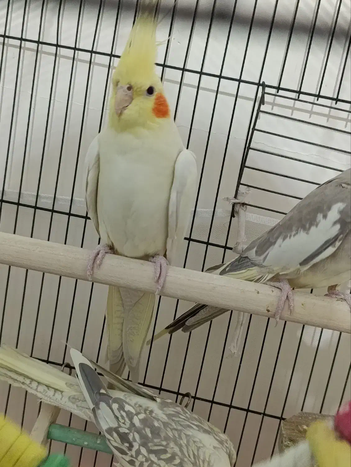 عروس هلندی|پرنده|پاکدشت, پاکدشت (مامازند)|دیوار