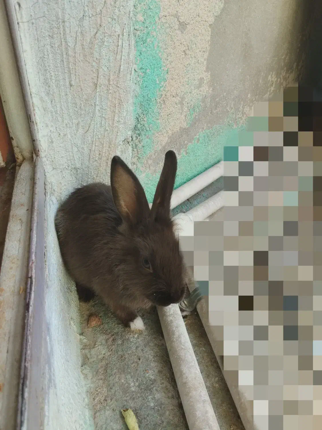 خرگوش لپ دار بهترین نژاد دو رگه هستش|موش و خرگوش|دوگنبدان, |دیوار