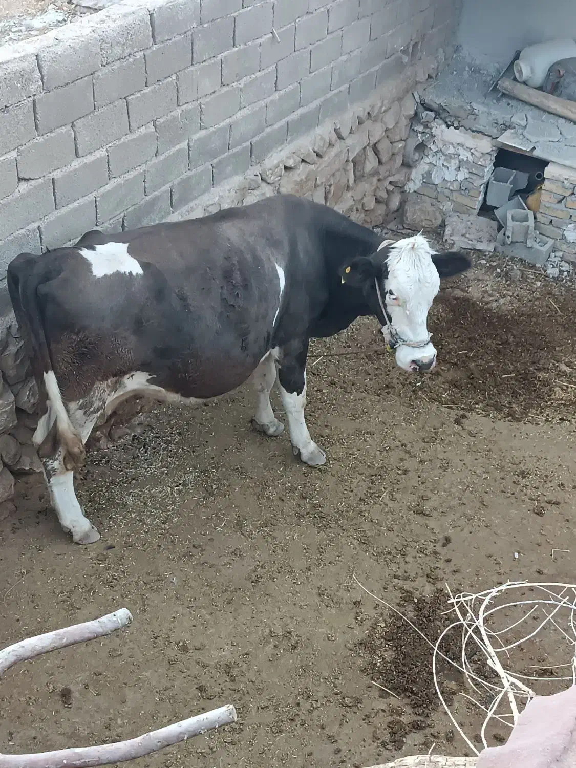 گاو|حیوانات مزرعه|ایوان, |دیوار