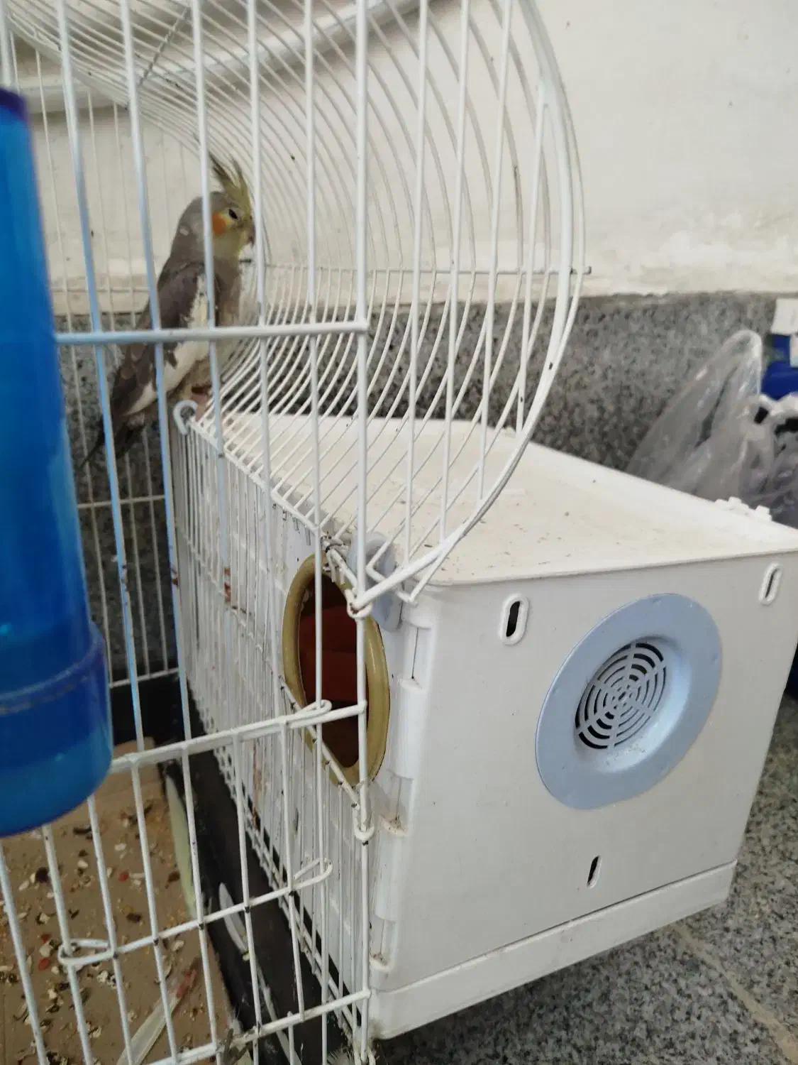 عروس هلندی نر و ماده جفت دوساله|پرنده|ارومیه, |دیوار