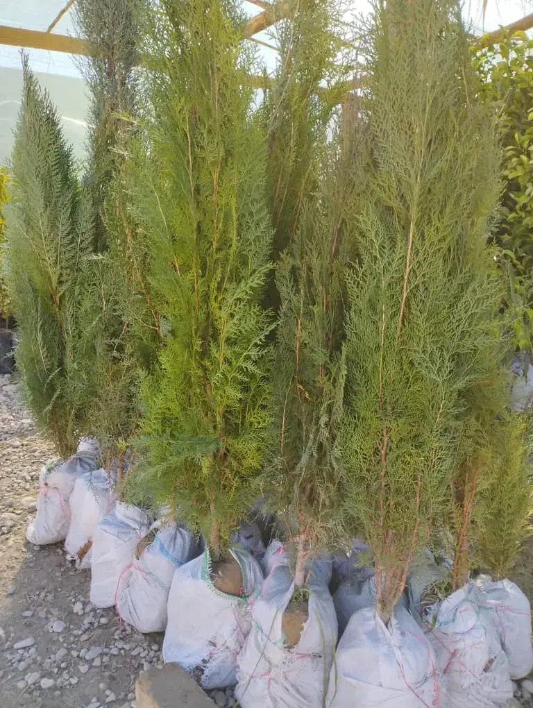نهال|گل و گیاه طبیعی|ایذه, |دیوار
