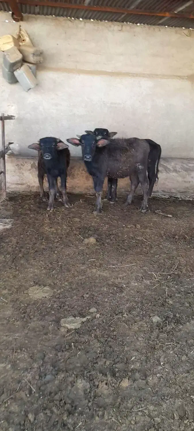 گاومیش|حیوانات مزرعه|کربال, |دیوار