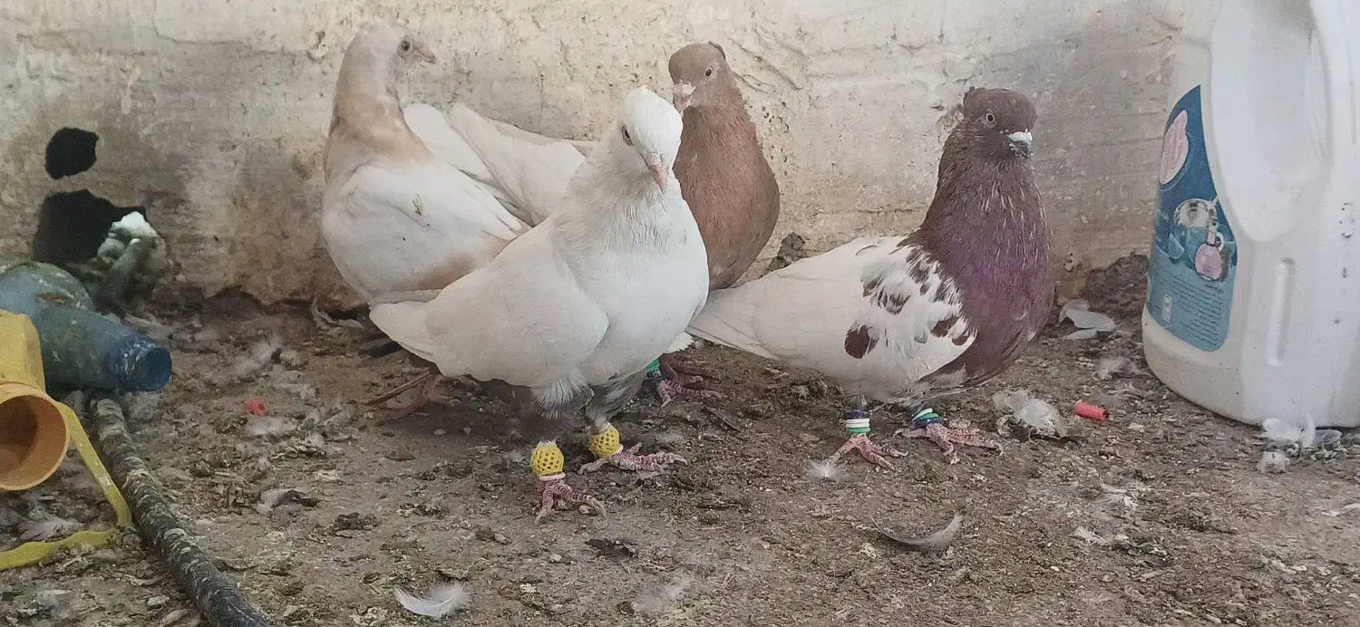 کبوتر رنگی|پرنده|فیروزآباد (فارس), |دیوار