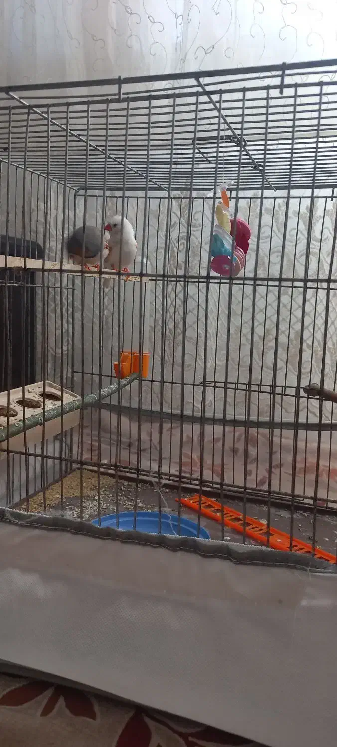 یک جفت فنج|پرنده|تبریز, |دیوار