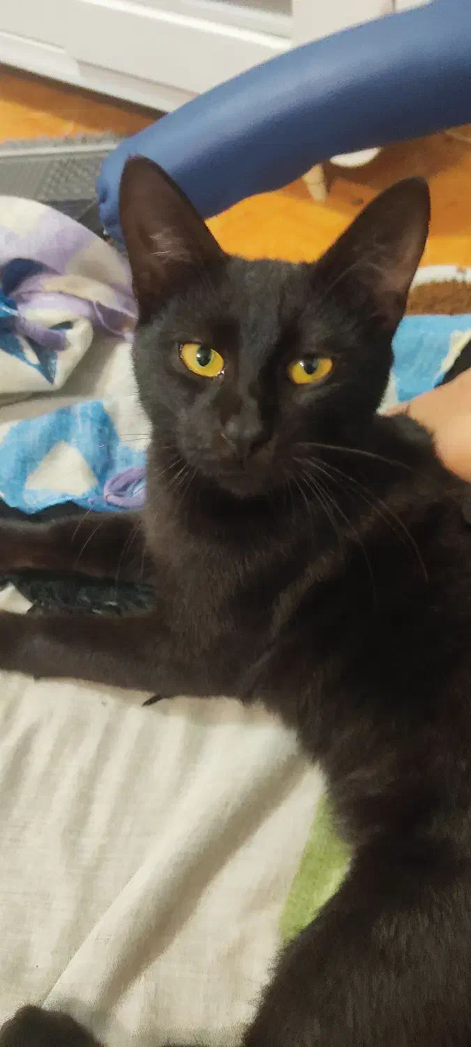 واگذاری گربه کاملا اهلی و خونگی حدود 4 ماهه|گربه|بندر انزلی, صابرحنان|دیوار