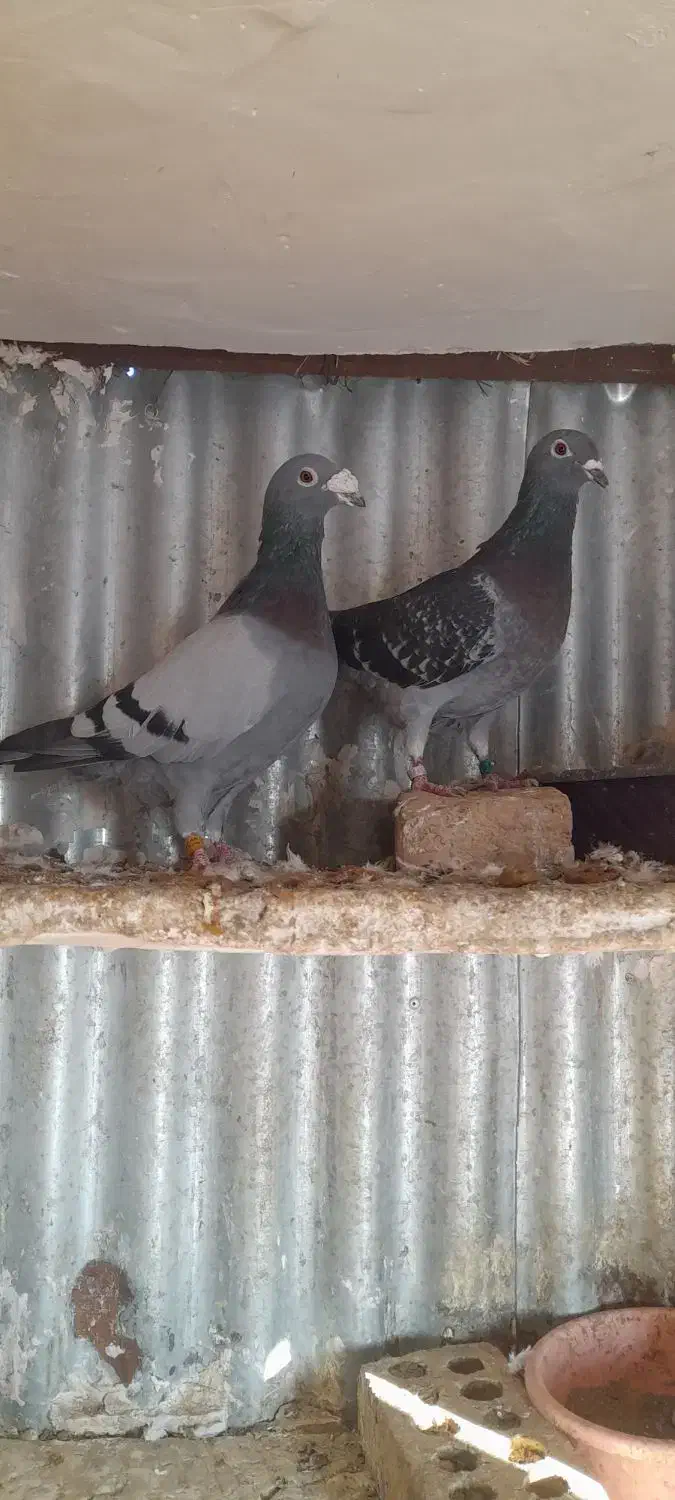 کبوتر آلمانی|پرنده|فاضل آباد, |دیوار