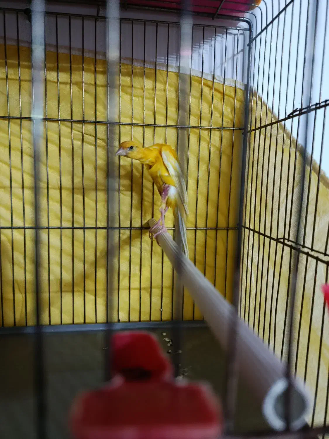 قناری نر جیور|پرنده|بروجرد, |دیوار