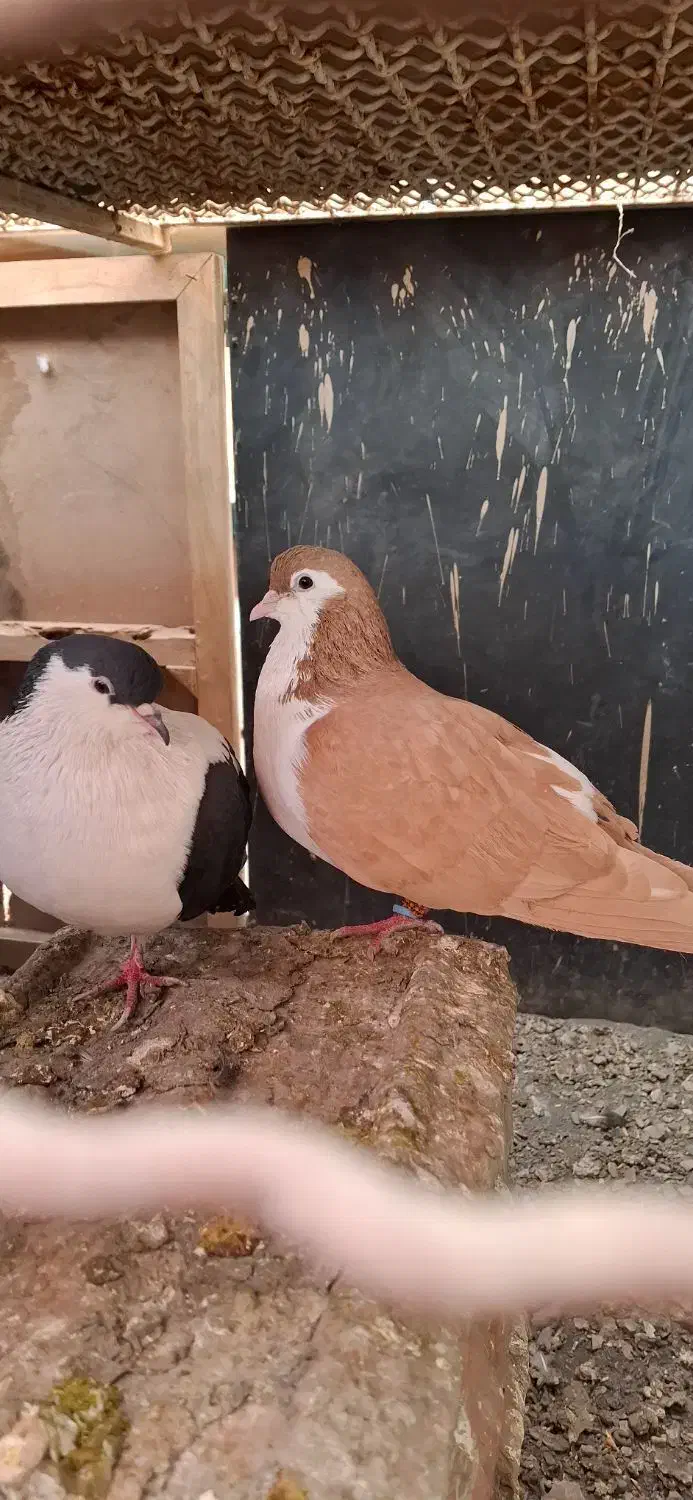 کبوتر جفتکاه|پرنده|مشهد, شهرک صنعتی توس|دیوار