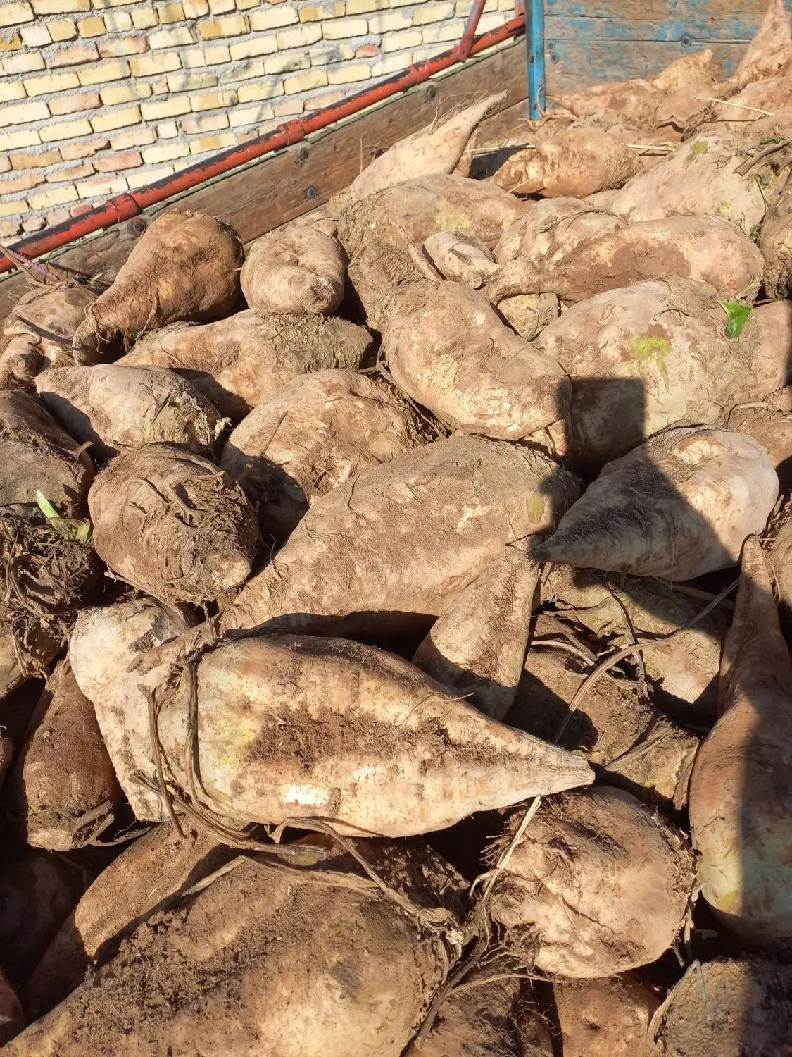 چغندر قند عمده خرده|خوردنی و آشامیدنی|بشاریات, |دیوار