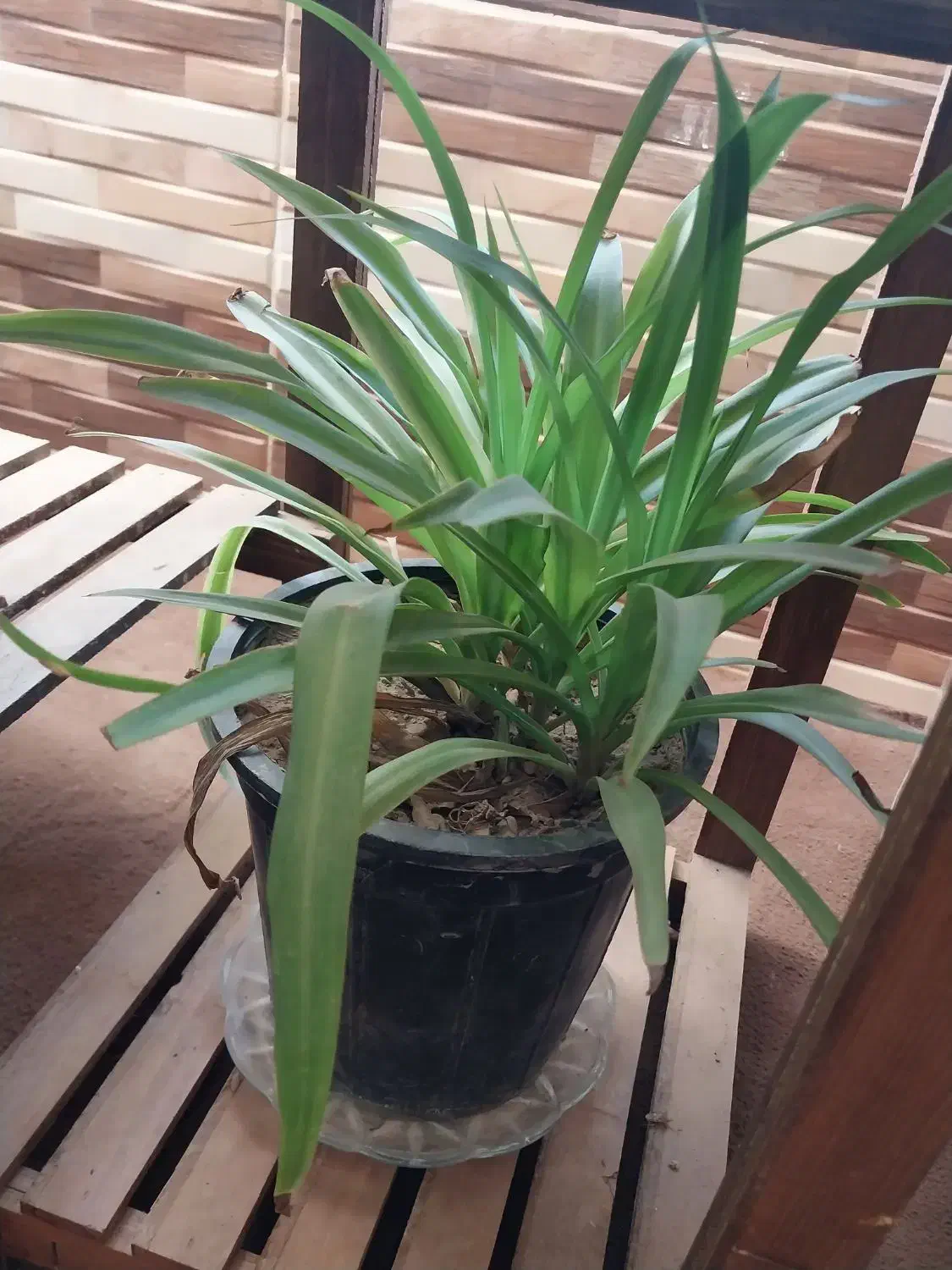 فروش گل و گیاه|گل و گیاه طبیعی|فلاورجان, |دیوار