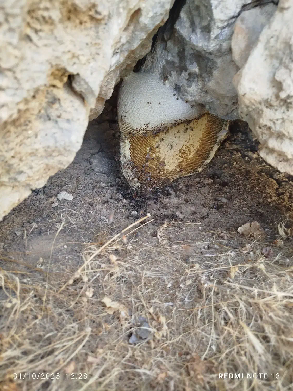 عسل کوهی بشرط|خوردنی و آشامیدنی|شیراز, شاپورجان|دیوار