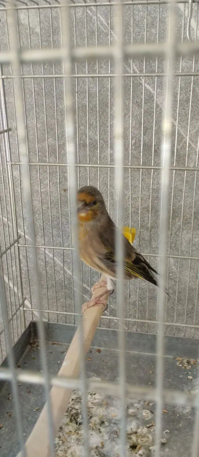 ۵ تا سهره و سهره قناری همه بخون، جفتی|پرنده|مشکین‌دشت, |دیوار