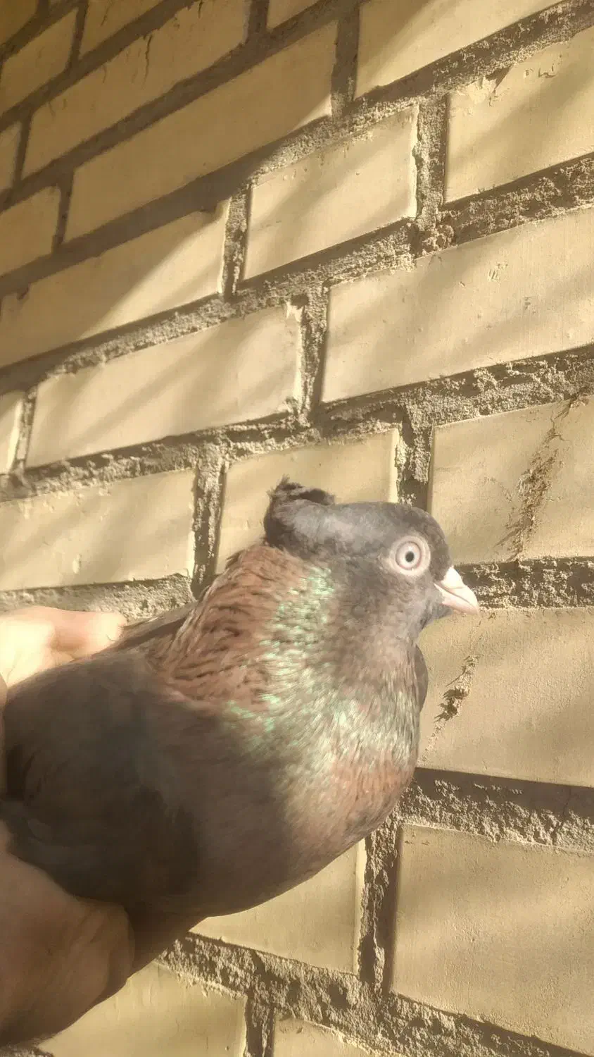 کفتر باخت رفته|پرنده|حسن آباد, |دیوار