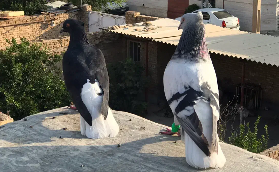 فروش ومعاوضه جفت دمب سفید معاوضه با گنجه یا توربند|پرنده|مرودشت, مسجد رسول‎|دیوار