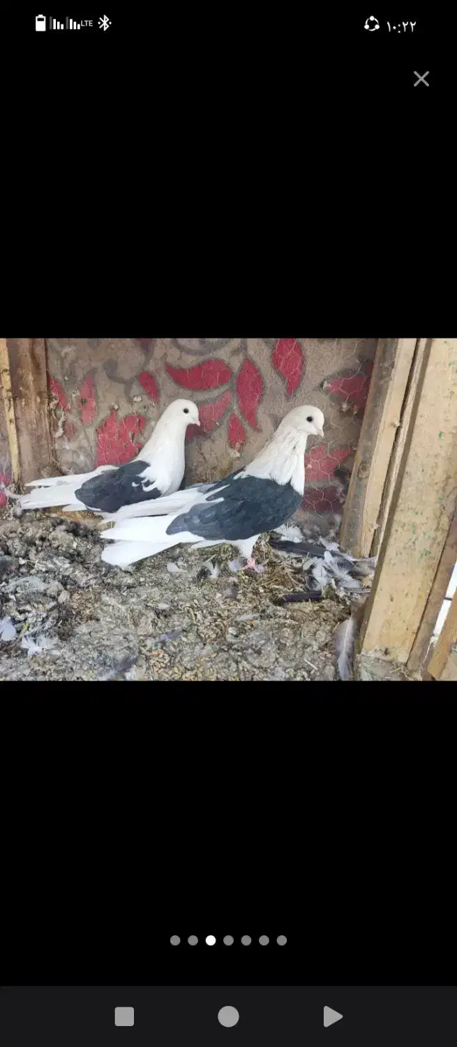 باسلام ازدم بدونه چونه دونه ای پانصدیاحق|پرنده|یزدان شهر, |دیوار