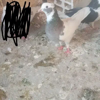 طوقی ماده دو گونه|پرنده|الوند, |دیوار