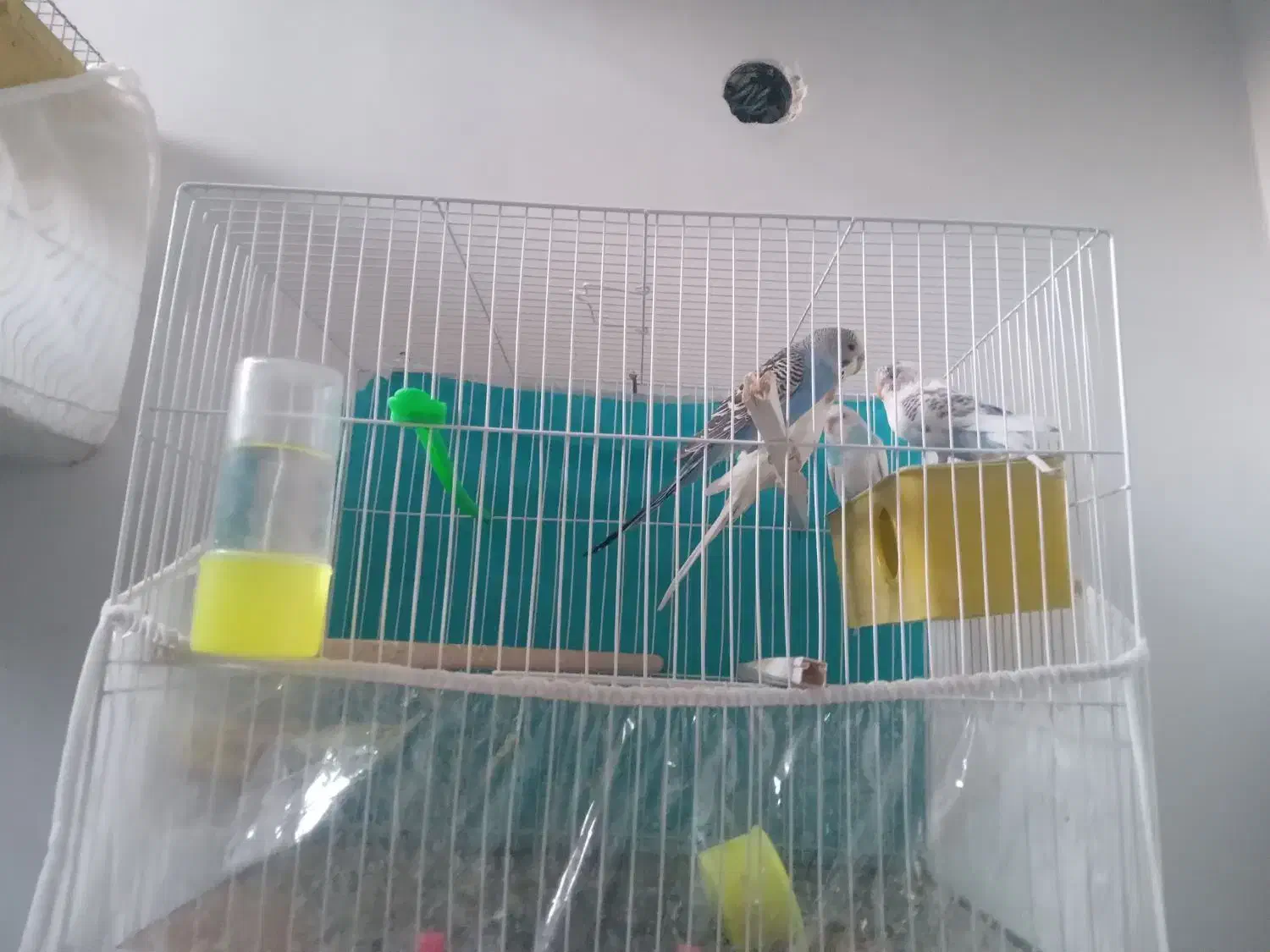 مرغ عشق باقفس|پرنده|مشهد, فاطمیه|دیوار