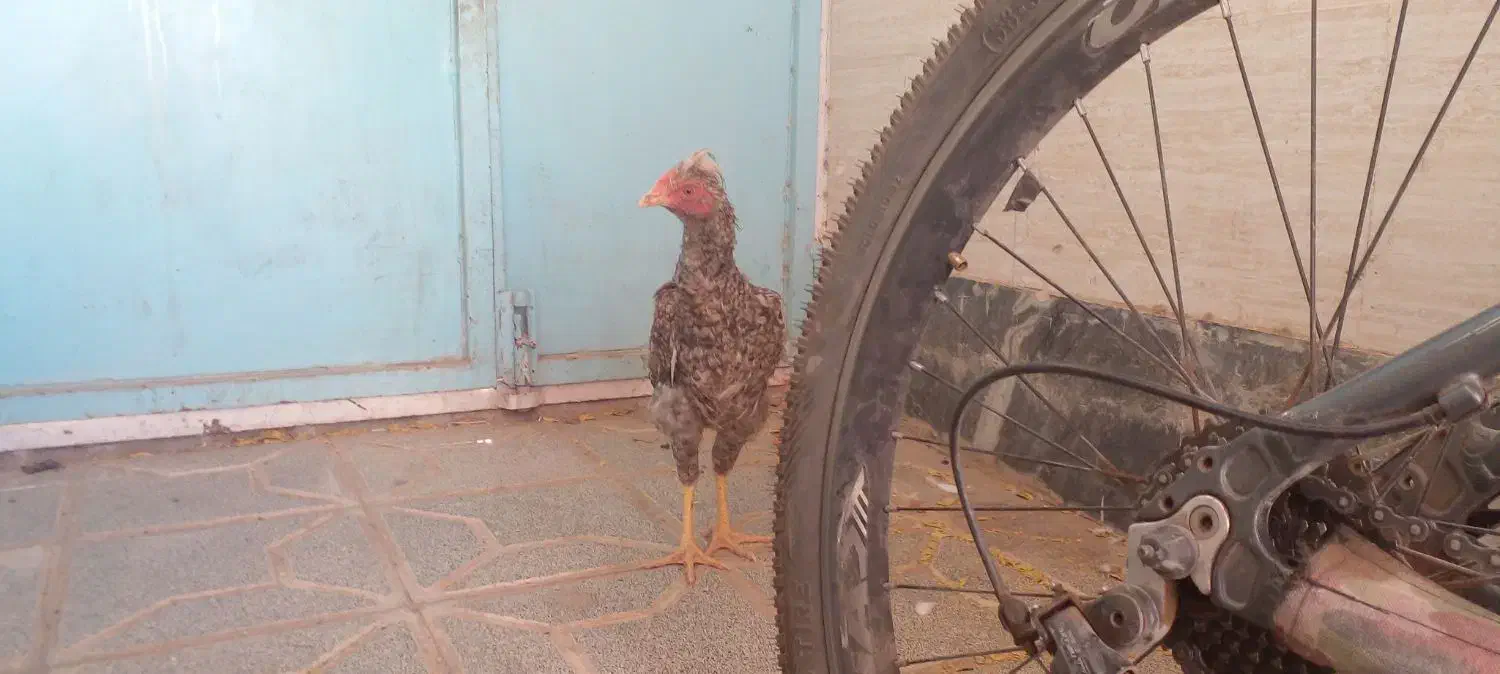 فنچ وخروس و جوجه و قفس|پرنده|بیرجند, |دیوار