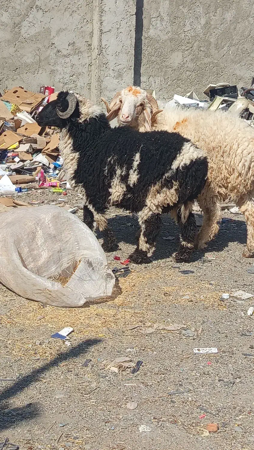 دو عدد گوسفند|حیوانات مزرعه|سراوان, |دیوار