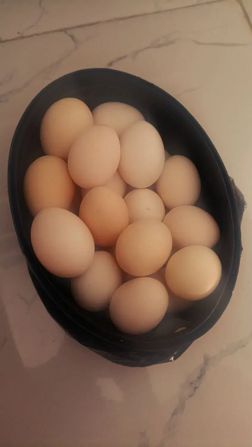 تخم‌مرغ|حیوانات مزرعه|مرودشت, مجد آباد|دیوار