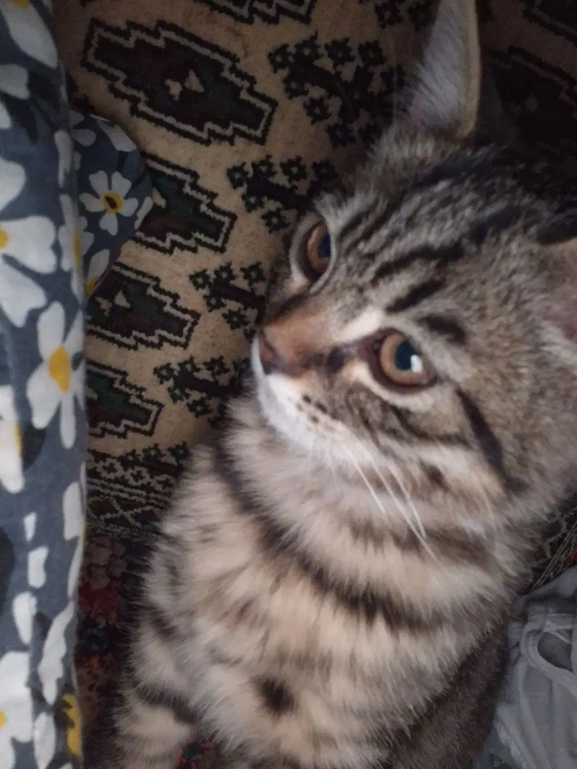 گربه گوگولی|گربه|نیشابور, مدرس|دیوار