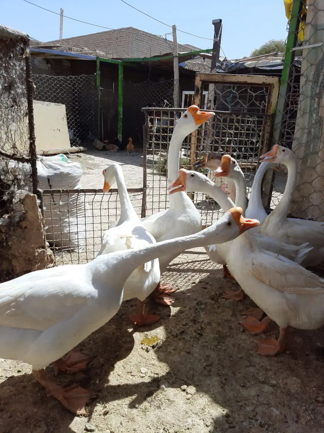 تخم قو غاز گردن ماری|حیوانات مزرعه|زابل, |دیوار